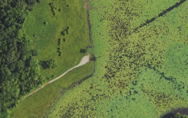 Aerial photo of the area around LBL Honker Lake, Trigg County
